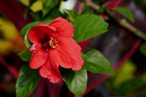 flor de hibisco rosa foto