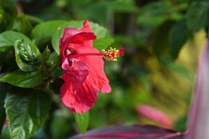 flor de hibisco rosa foto