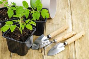 mudas verdes de tomates crescendo no solo em recipientes de mudas foto