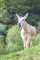 uma enfermeira asno dentro a pasto foto