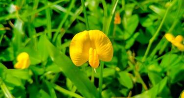 fechar-se do selvagem flores estão pequeno e amarelo foto