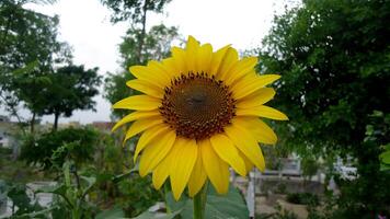 Sol flor com verde folhas por aí isto foto