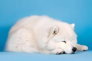 fofa samoiedo cachorro em azul cor fundo. neural rede foto