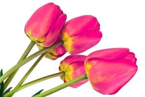 lindas flores da primavera tulipas em fundo branco foto