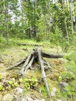 madeira velha e podre, toco de árvore na floresta foto