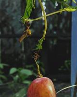 formigas vermelhas trabalham juntas para trazer comida foto