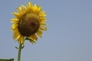 lindo amarelo girassol dentro a campo foto