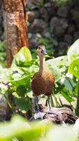 assobio Pato em a lagoa às a floresta foto