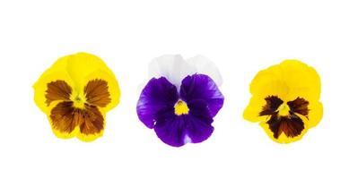 lindas flores de viola isoladas em fundo branco foto