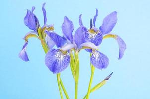 íris frescas de jardim azul sobre fundo de papel brilhante. foto