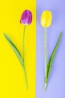 botões de tulipas coloridas no fundo brilhante.