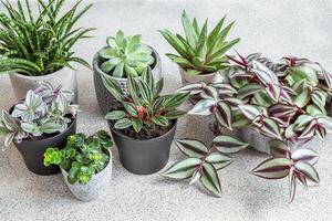 casa plantas variedade em uma cinzento fundo foto