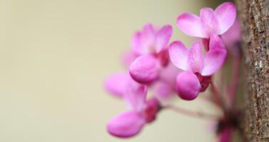 Primavera florescendo do cercis chinensis ou chinês redbud árvore foto