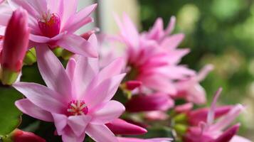 florescendo zigocacto Schlumbergera foto