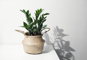 zamioculcas e Está sombra foto