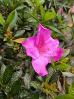 Rosa azálea flores tem uma brilhante cor foto