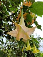 amarelo trompete flor ou brugmansia ou bunga terompet dentro a jardim. foto