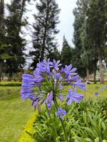 agapanthus campanulatus ou africano lírio ou lírio do Nilo ou roxa lírio flor dentro a jardim foto