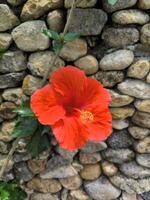 vermelho hibisco flor - hibisco rosa-sinensis eu - floresce em a jardim, Está chamado kembang sepatu dentro Indonésia foto