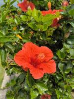 vermelho hibisco flor - hibisco rosa-sinensis eu - floresce em a jardim, Está chamado kembang sepatu dentro Indonésia foto