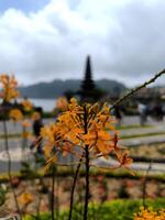 fogo Estrela orquídea ou epidendrum radicanos com tample e lago fundo foto