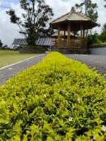 cuphea hissopifolia, a falso Mesclado, mexicano Mesclado, havaiano urze ou duende erva, é uma pequeno sempre-verde arbusto foto