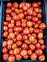 a orgânico fresco tomate a partir de a local Fazenda dentro a bandeja. foto