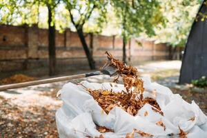 uma ancinho e saco do coletado outono folhas dentro uma casa jardim. limpeza do outono folhas foto