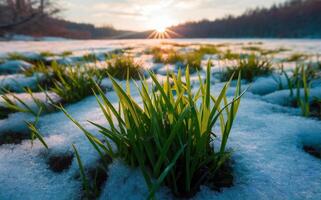 às inverno fim, Primavera é chegando, às nascer do sol a neve verde derretendo Relva fundo. foto