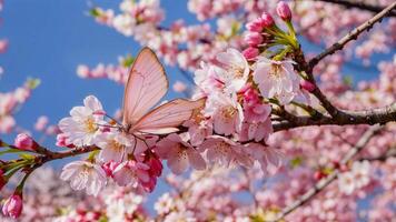 lindo Rosa borboleta e cereja Flor ramo dentro Primavera em azul céu fundo. foto