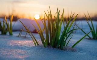 às inverno fim, Primavera é chegando, às nascer do sol a neve verde derretendo Relva fundo. foto