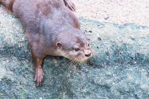 a lontra em uma Rocha foto