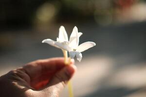 florescendo perfumado branco indiano cortiça árvore flores dentro natural luz solar em mulher mão foto