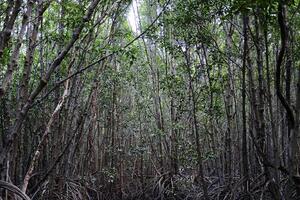 destino de Meio Ambiente conservação dentro galo plantas ou crabapple mangue floresta com natural luz solar foto