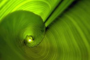 a folha de bananeira enrolada, fundo verde foto