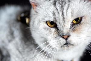 retrato de um gato cinza foto