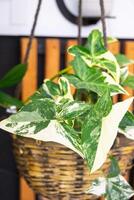 variegar folhas do a imperial branco syngonium dentro fechar-se dentro uma vime Panela contra uma estilo loft prateleira fundo foto