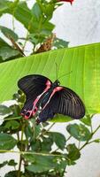 uma deslumbrante fechar-se foto do uma estampado borboleta empoleirado graciosamente em vibrante flores, mostrando fora a intrincado asa detalhe e natural beleza.