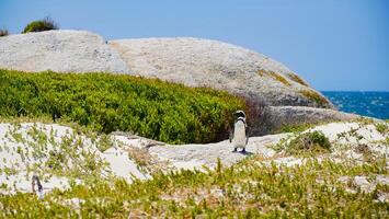 uma solitário pinguim carrinhos contra uma pano de fundo do exuberante vegetação e Rocha formações de a mar, capturando uma momento do selvagem serenidade foto