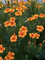 fechar-se do vívido laranja malmequeres florescente dentro uma exuberante jardim, exibindo a beleza do Primavera florais com uma foco suave fundo foto