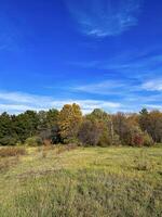 vívido outono panorama com uma Claro azul céu sobre uma tranquilo campo, em transição árvores marcação a mudança do temporadas foto