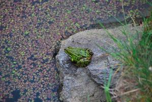 sapo verde no lago foto