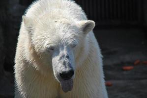 urso polar mostra a tonque foto