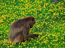 macaco no campo de flores foto