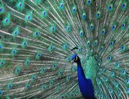 pavão no zoológico foto