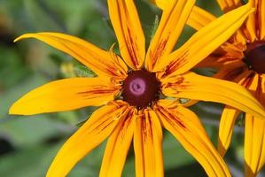 flor laranja amarela foto