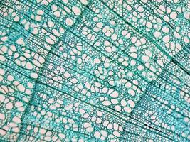 micrografia de haste de tília