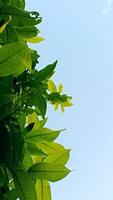 fresco folhagem plantar crescimento com baixo ângulo Visão do plantas contra Claro céu foto