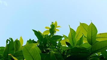 fresco verde folhas em brilhante azul céu fundo foto