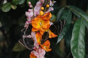 lindo borboletas em uma brilhante flores dentro uma estufa. foto